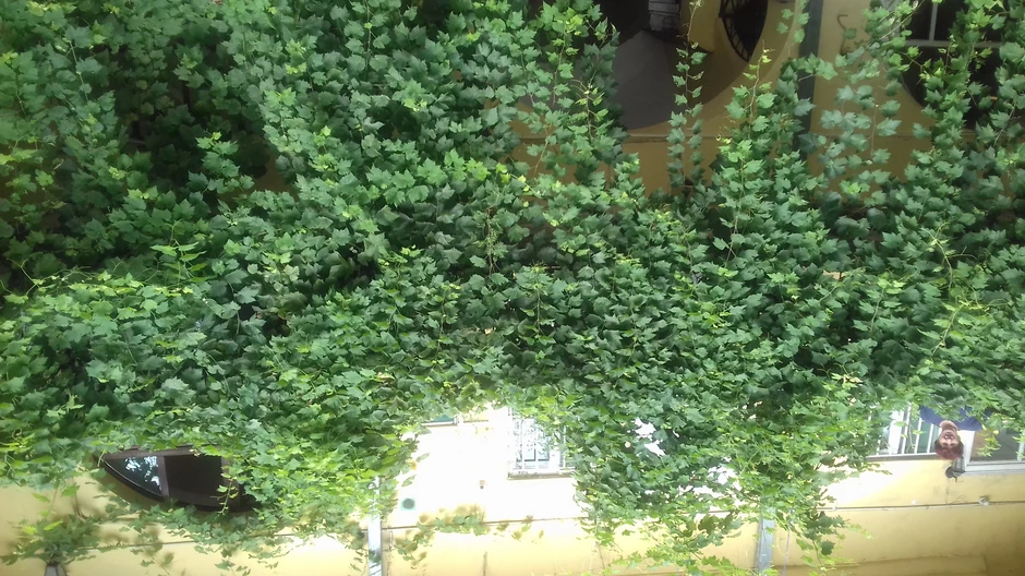 Lišće vinove loze predstavlja idealan zaklon za zmije