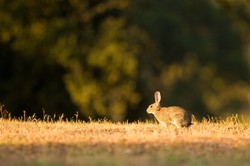 Niebezpieczna gorączka atakuje Niemcy. Drastyczny wzrost zachorowań