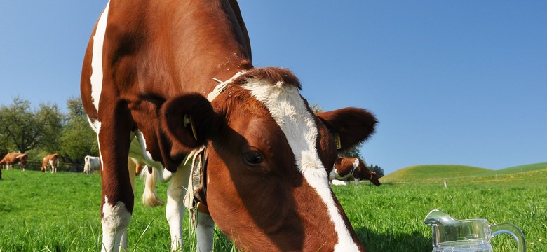 Komisja Europejska przedłużyła pomoc dla producentów mleka