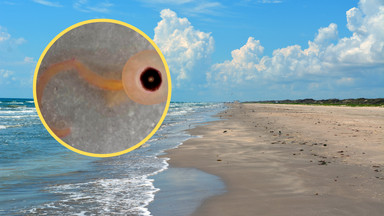 Tajemnicze stworzenia na plaży w Teksasie. Wyglądają jak gałki oczne