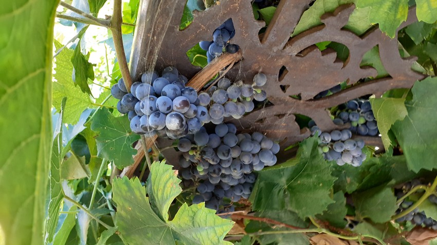 Ukoliko raste uz ogradu ili zid, vinovu lozu treba proveravati jednom mesečno