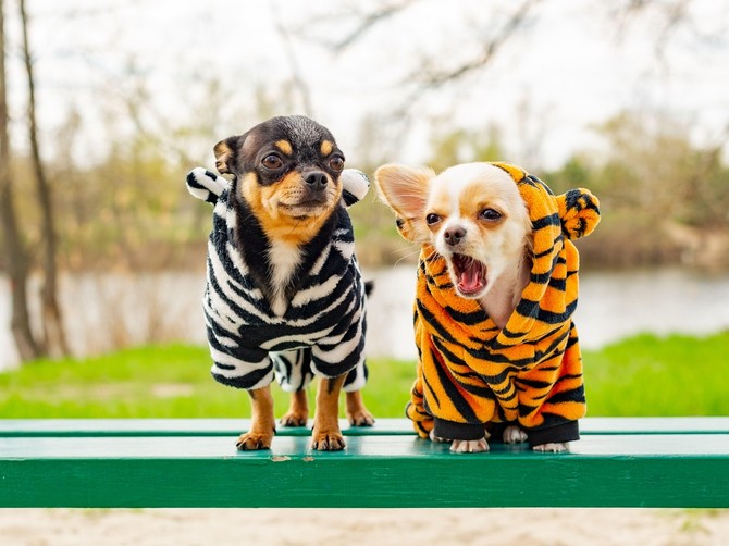 Da li psi treba da nose odeću preko zime? Veterinari rešavaju veliku dilemu