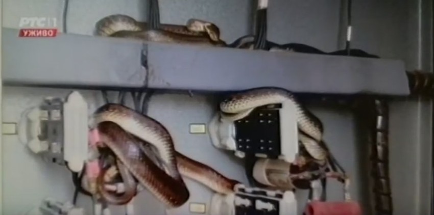 Zmije se "namontirale" po zidovima