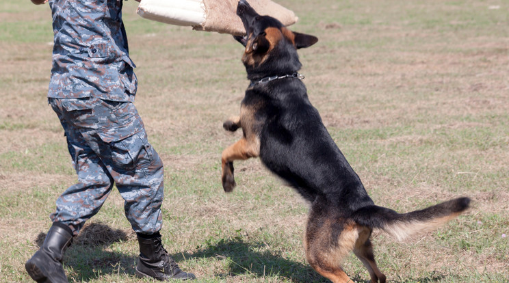 K-9-es kutya kiképzés közben. A videón szereplő állat valószínűleg így tanulhatta meg az elfogást, de nem volt elég engedelmes a társának /Fotó: Northfoto