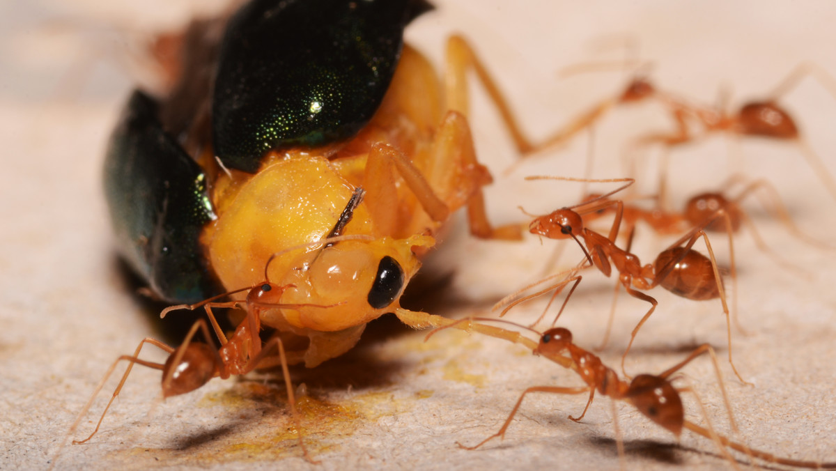 Plujące kwasem mrówki zabijają i niszczą.  "Oślepiają ofiary"