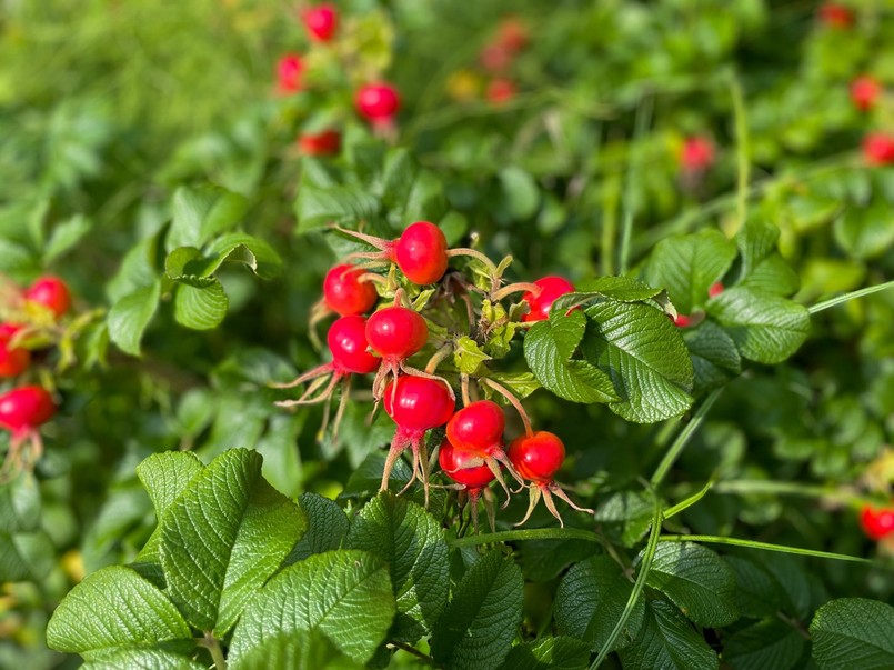 Rosa rugosa, rosa enrugada, sombra, frutas rosa