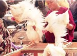 Kano residents lament high cost of chicken ahead of Christmas