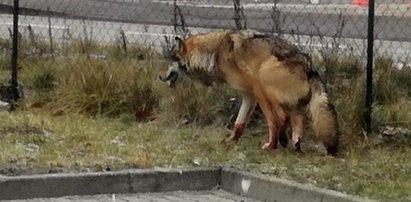 Dostali wezwanie do rannego psa. Okazało się, że to ...