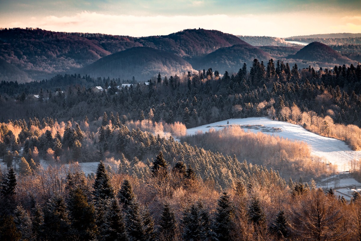 Drzewa spowite we mgle - instytut meteorologii podal pogodę na 6 i 7 września