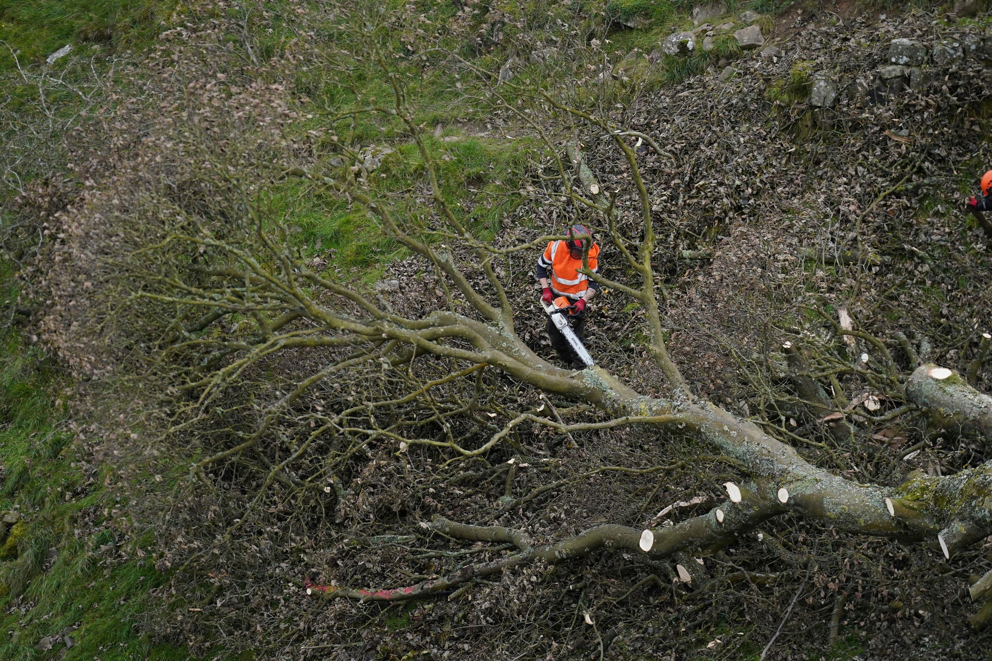Vypílený legendárny javor horský, ktorý asi 200 rokov rástol na mieste zvanom Sycamore Gap (Javorové sedlo) v blízkosti Hadriánovho valu na severe Anglicka. 
