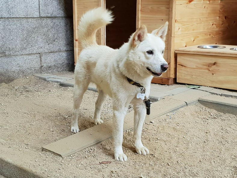 Psy pungsan podarowane przez Kim Dzong Una prezydentowi Korei Południowej w 2018 r.