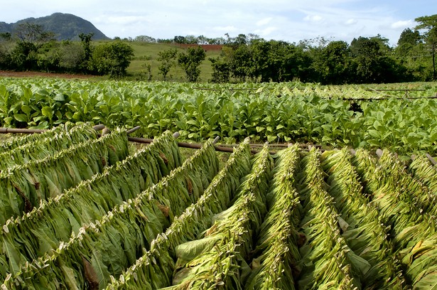 Plantacja tytoniu