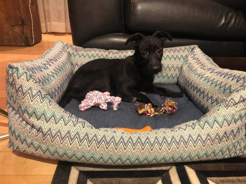 Pas čeka novog gazdu