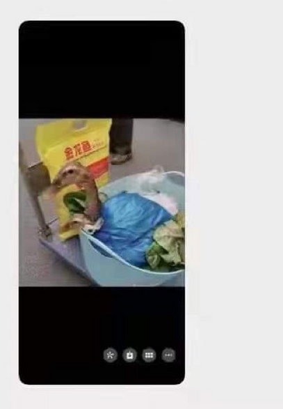 Żywa kaczka w paczce z jedzeniem. Źródło - weibo