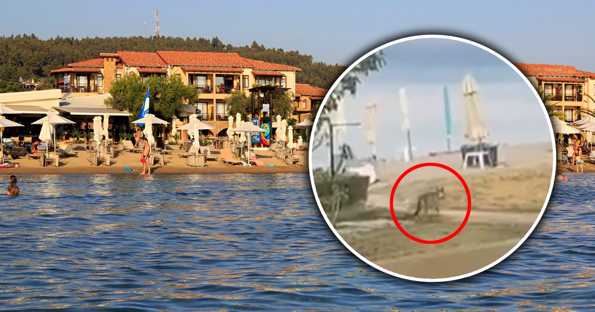 Groza w turystycznym raju. Wilk atakuje dzieci w popularnym kurorcie