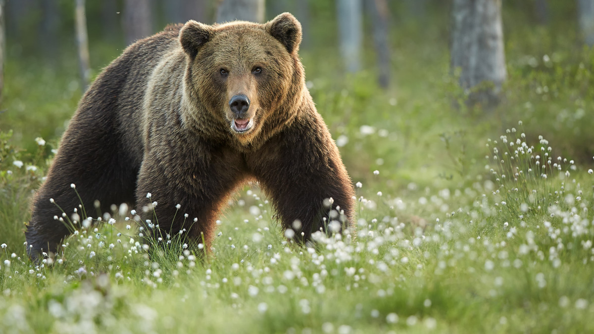 Rosja: niedźwiedź zabił 16-latka w parku narodowym na Syberii