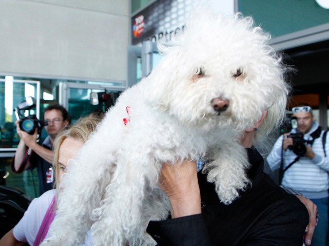Kora i Ramona – ostatnio najsłynniejszy z polskich psów