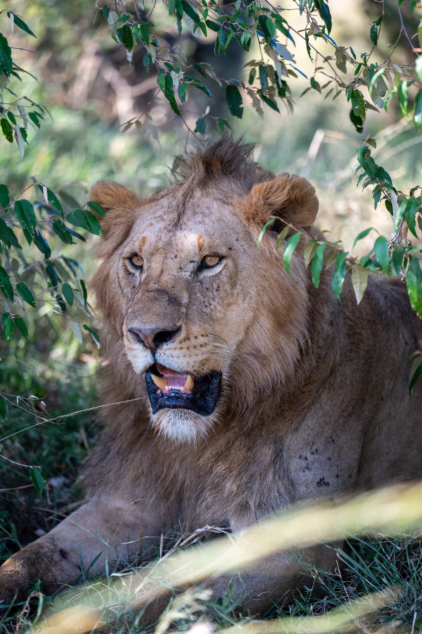 Đorđe bi svuda prepoznao "svog" lava