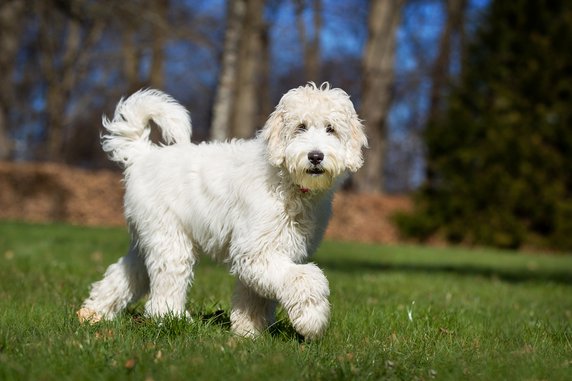 Labradoodle