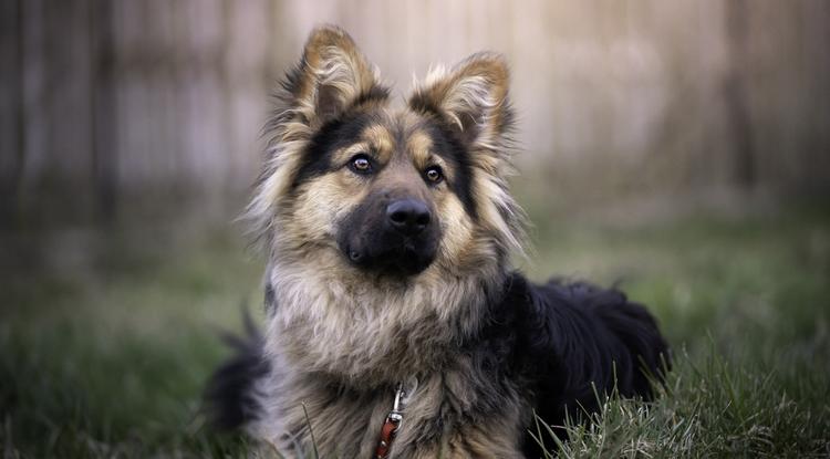 Nem elég, ha elvégezi a kutya a kutyasulit - a tanultakat rendszeresen ismételni kell ele Fotó: Getty Images