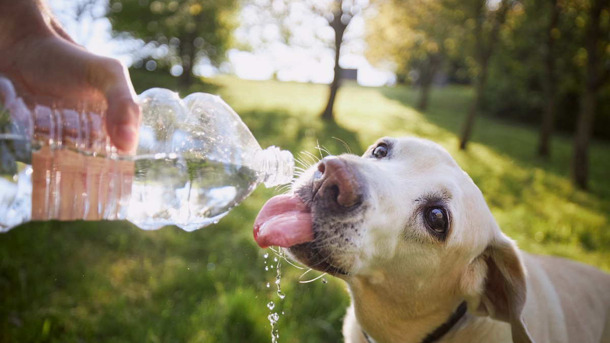 Veterinari upozoravaju: Ova greška tokom leta može ubiti psa za samo 15 minuta