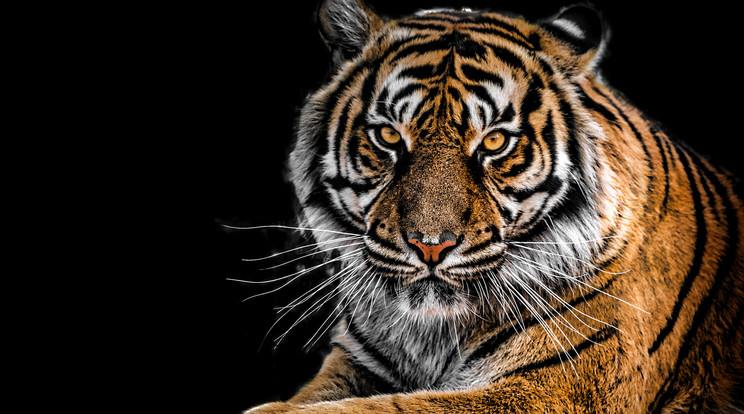 Végleg bezár a Tigrisvilág (Tiger King) című Netflix-sorozatban elhíresült oklahomai állatkert ./ Fotó: Pexels