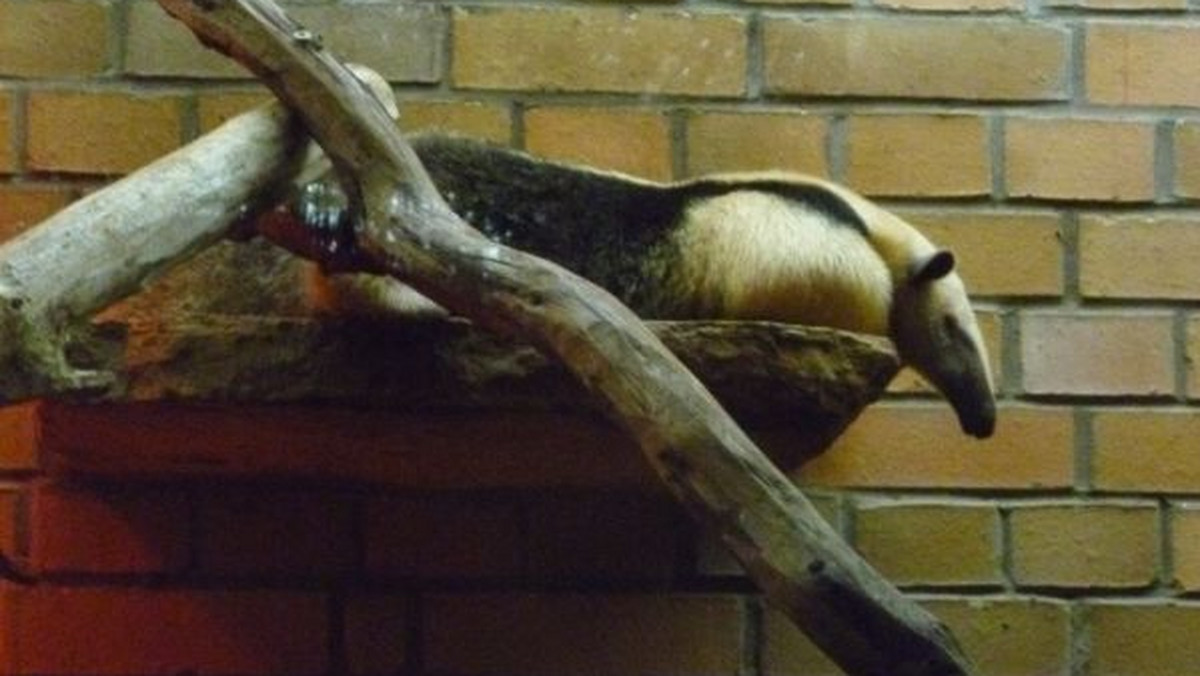 Tamandua, czyli mrówkojad drzewny jest nowym mieszkańcem opolskiego zoo. Roczna samiczka o imieniu Dora przyjechała z ogrodu zoologicznego z Ołomuńca, gdzie jest hodowla tych zwierząt.