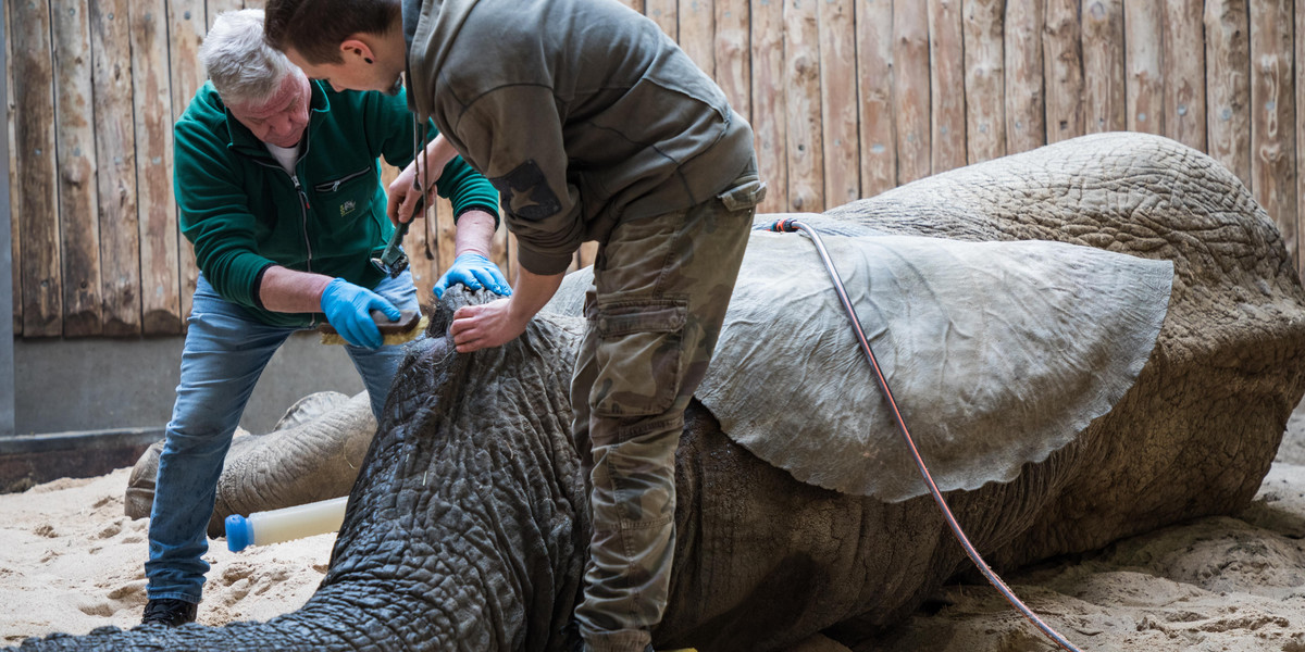 Słoń z poznańskiego zoo przeszedł operację