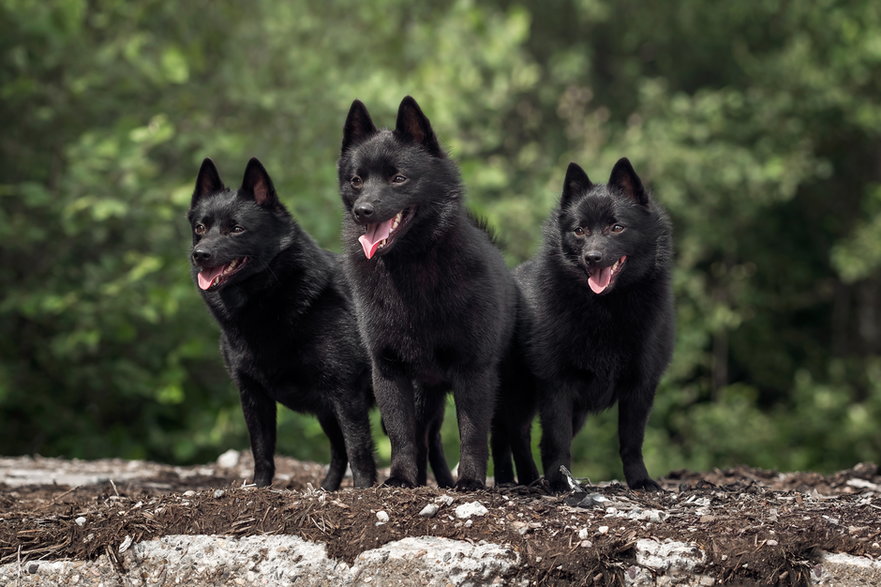 Schipperke