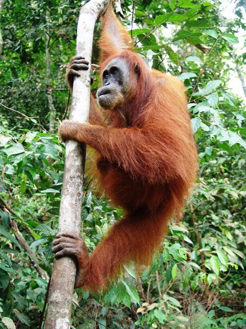 Galeria Indonezja - Orangutany z Sumatry, obrazek 16