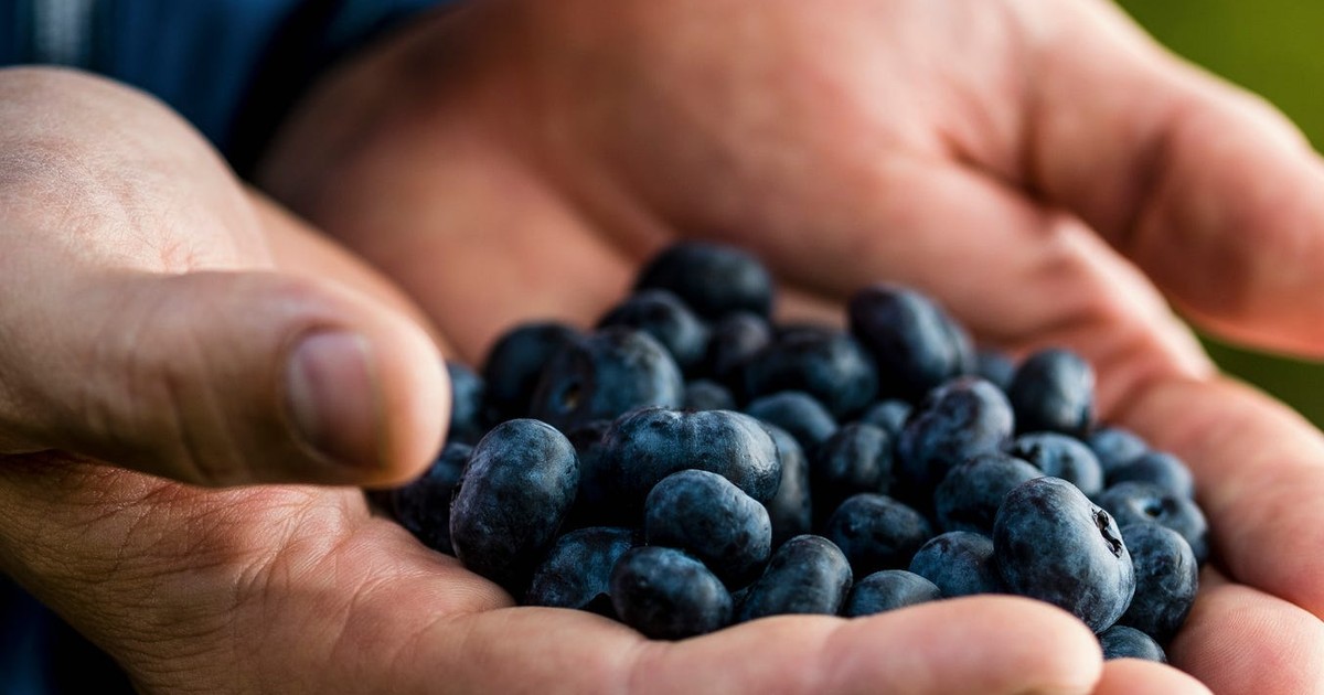 Zimbabwe is the leading exporter of Blueberries in the world, according to a new study