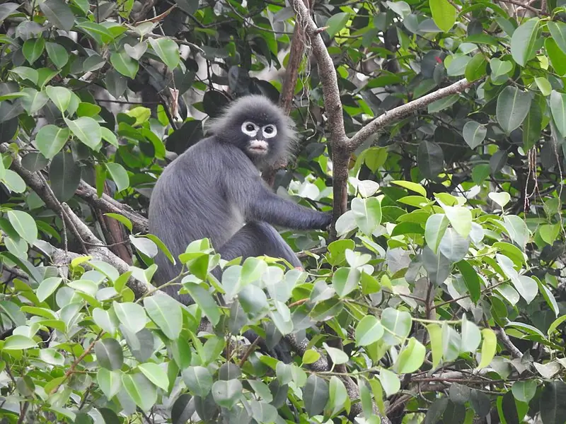 Popa langur / fot. Wiki Commons, Aung Ko Lin