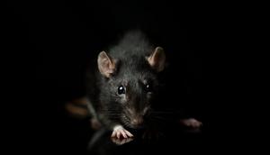 Rats are one of several species that will likely thrive in a warming world.Jagoda Matejczuk / 500px/Getty Images