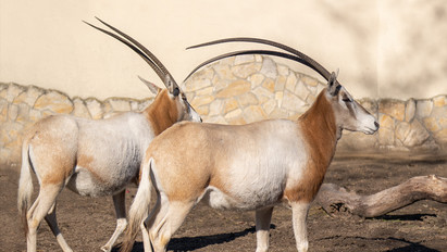Ismét láthatók a debreceni állatkertben a vadon már kihalt kardszarvú antilopok – fotók