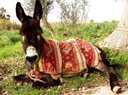 Osioł spędził trzy dni w celi