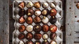 sadzenie tulipanów w wytłaczankach po jajkach w lutym? jak sadzić tulipany w wytłaczankach po jajkach? czy można sadzić tulipany w lutym