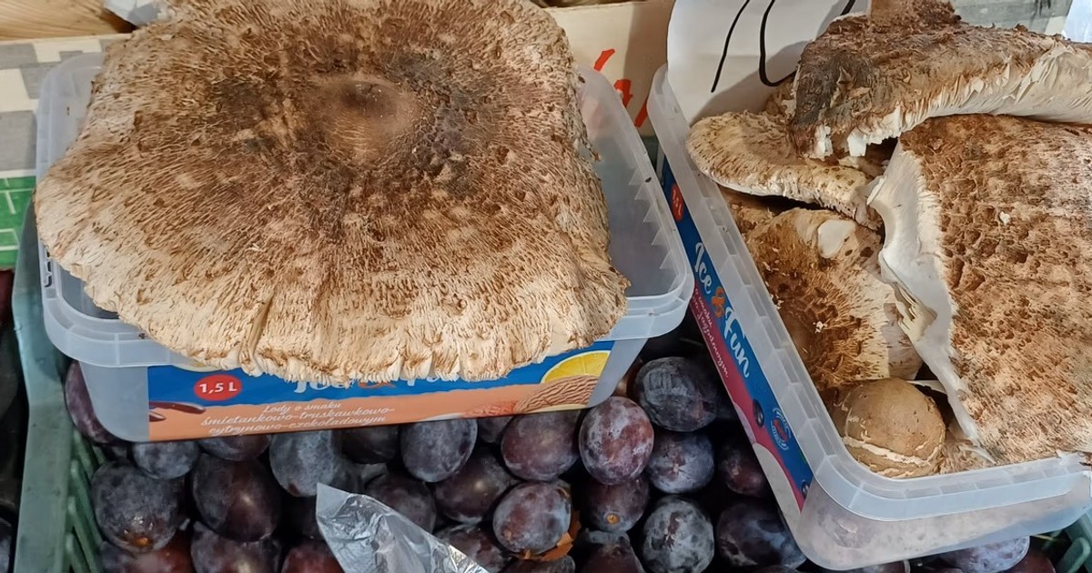Sprzedaje kanie na "schabowe". Zaskakujący gratis od grzybiarza