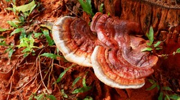 Ganoderma Lucidum