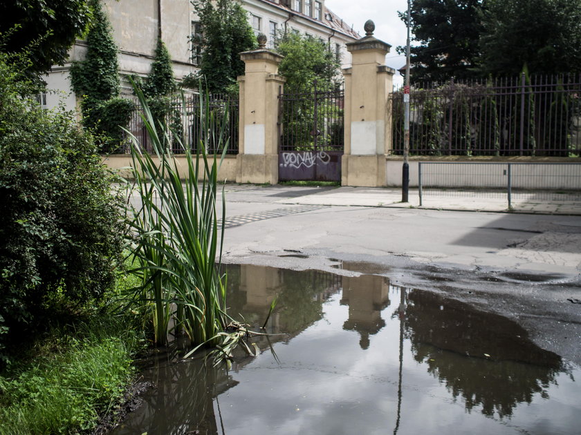 Tatarak wyrósł na ulicy Podmiejskiej w Łodzi