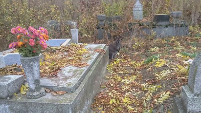 Kenguru ugrált a törökszentmiklósi temető sírjai közt – videó