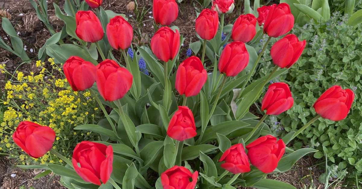 Tulipany w wytłaczankach po jajkach - jak sadzić? Co daje sadzenie tulipanów w wytłaczankach po jajkach?