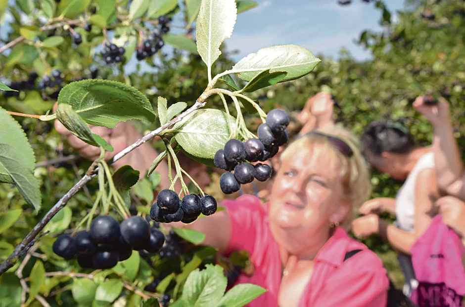 Aronija je veoma laka za uzgajanje