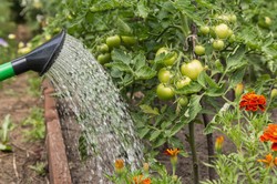 Aspiryna na pomidory - kiedy podlewać? Jak przygotować oprysk z aspiryny na pomidory? Czy aspiryna jest dobra dla pomidorów?