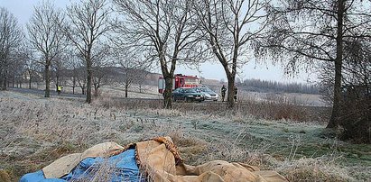 Bus zderzył się ze stadem koni! FOTO