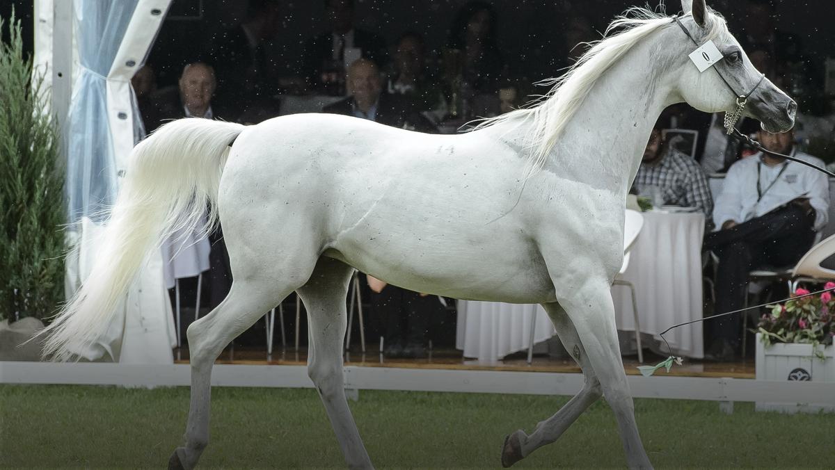 Klacz Emira prezentowana na pokazie koni z oferty Pride of Poland i Letniej Aukcji Koni Arabskich