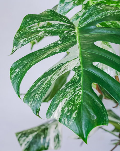 Monstera deliciosa “Varegiata”