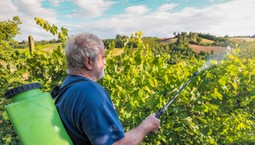 Oprysk Miedzianem - co można pryskać Miedzianem? Czy jest szkodliwy?