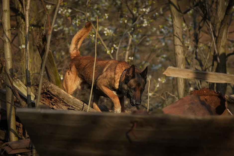 Potraga za Dankom Ilić