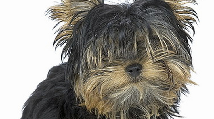 Yorkshire terrier/Foto:Northfoto