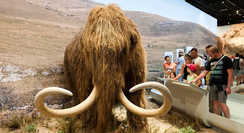 A woolly mammoth reconstruction at the Caverne du Pont D'Arc in Ardche, France.Jean-Marc Zaorski/Gamma-Rapho via Getty Images